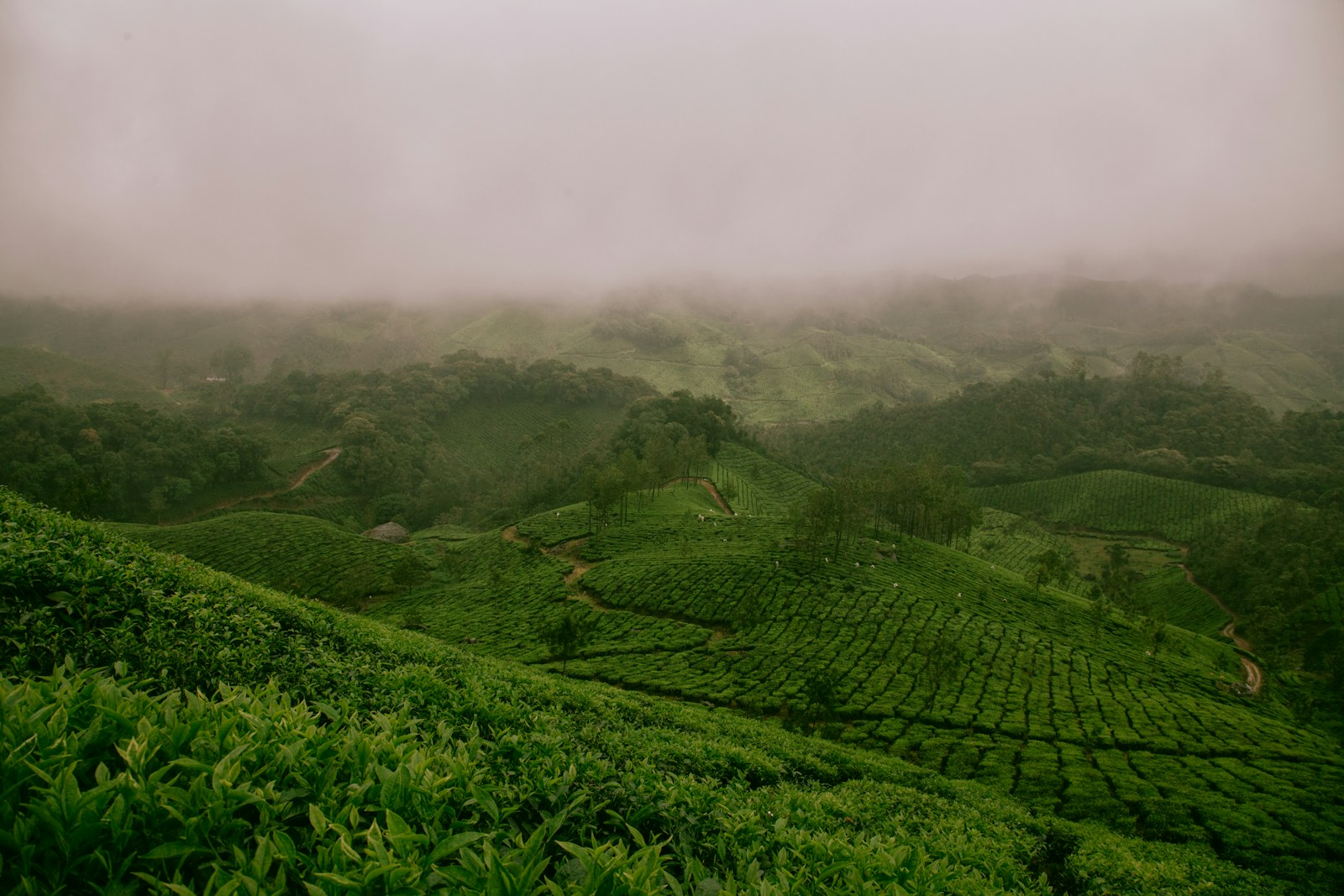 霧に包まれた茶畑の丘陵（和束の茶畑をイメージしたフリー素材写真）